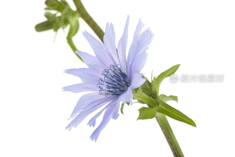 菊苣(Cichorium intybus)